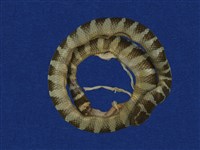 藏品(黃唇青斑海蛇)的圖片